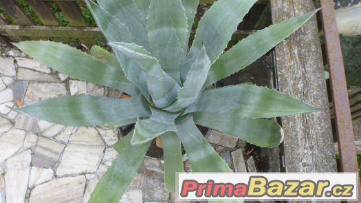 kaktus Agave – fotografie 1