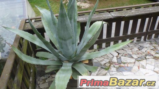 kaktus Agave – fotografie 2