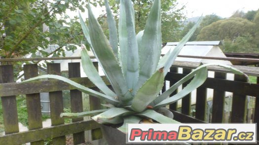 kaktus Agave – fotografie 4