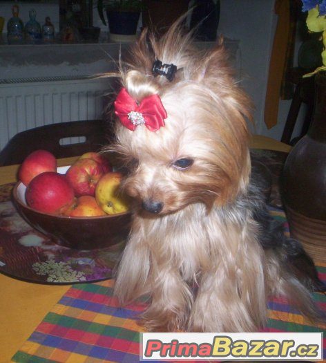 Jorkšírský terrier s PP - PES – fotografie 1