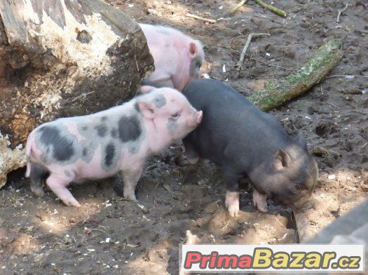 zakrslá prasátka -kanečci – fotografie 1