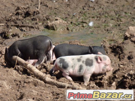 zakrslá prasátka -kanečci – fotografie 2