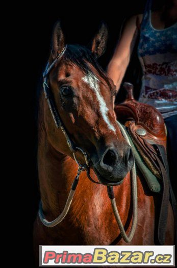 QH klisna,bezchybný původ a charakter -pro amatéra i náročné – fotografie 1