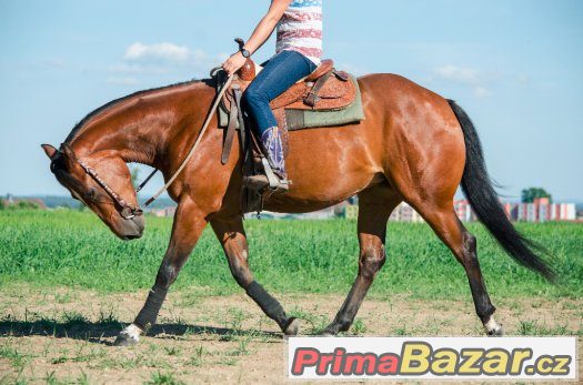 QH klisna,bezchybný původ a charakter -pro amatéra i náročné – fotografie 3