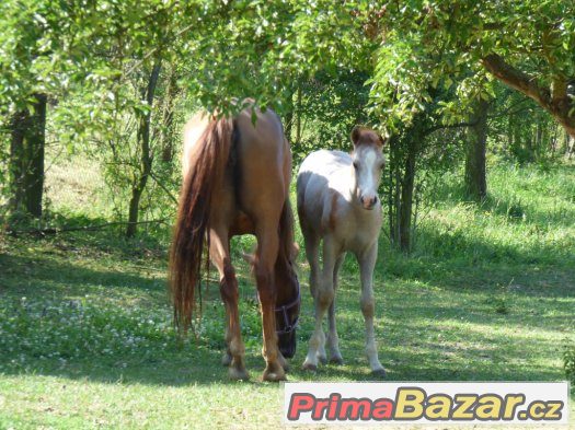 letošní krasavec WPBr, ČSP – fotografie 3