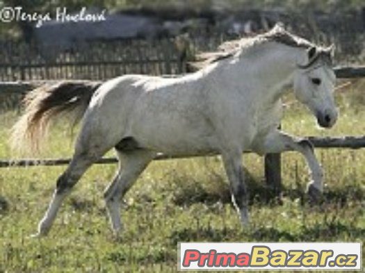 letošní krasavec WPBr, ČSP – fotografie 4
