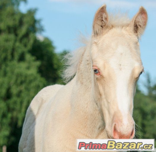 Cremello klisna AQH - Unikátní původ, skvělý charakter – fotografie 1