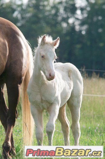 Cremello klisna AQH - Unikátní původ, skvělý charakter – fotografie 3