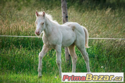 Cremello klisna AQH - Unikátní původ, skvělý charakter – fotografie 4