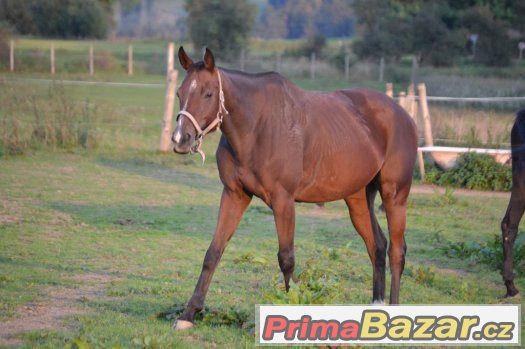 Klisna na rekreaci a hobby sport – fotografie 3