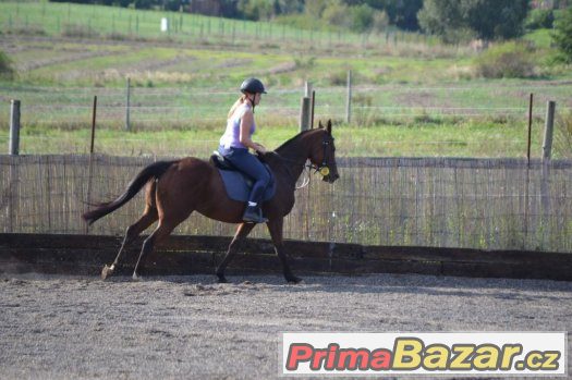 Klisna na rekreaci a hobby sport – fotografie 4