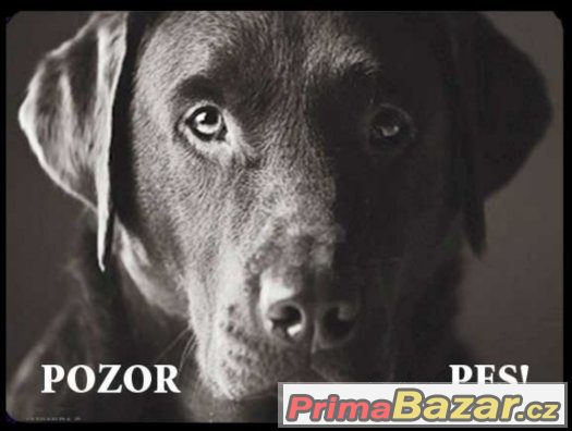 Luxusní hliníková cedulka POZOR PES Labrador retrívr černý – fotografie 1
