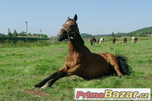 Boxové ustájení – fotografie 4