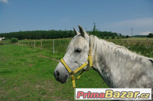 Boxové ustájení – fotografie 5