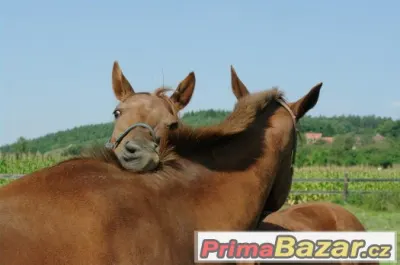 Boxové ustájení