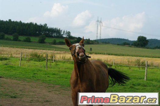 Jezdecké centrum Rangers – fotografie 1