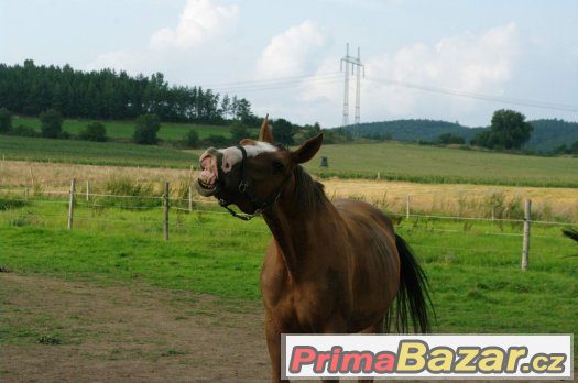 Jezdecké centrum Rangers – fotografie 3