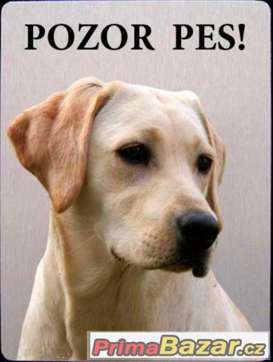 Luxusní hliníková cedulka POZOR PES Labrador retrívr – fotografie 2