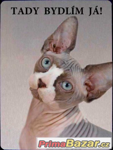 Luxusní hliníková tabulka TADY BYDLÍM JÁ Sphynx kočka – fotografie 2