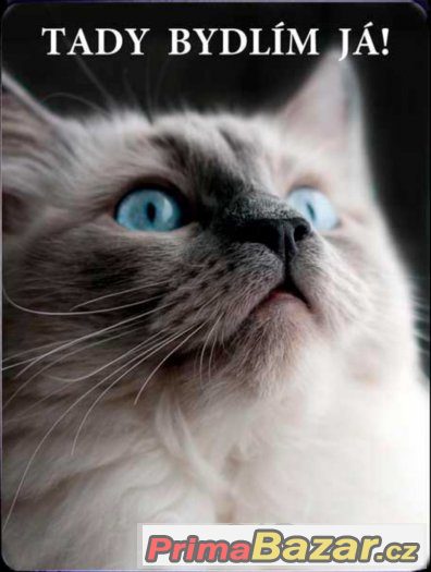 Luxusní hliníková tabulka TADY BYDLÍM JÁ Ragdoll kočka – fotografie 1