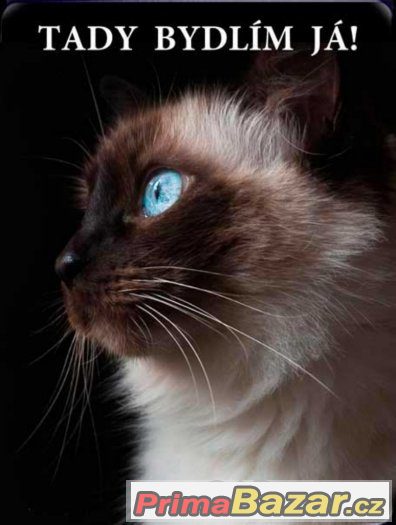 Luxusní hliníková tabulka TADY BYDLÍM JÁ Ragdoll kočka – fotografie 2