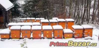 Včelstva  vyzimované  včely