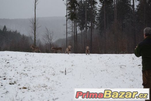 Výmarský ohař dlouhosrstý s PP – fotografie 1