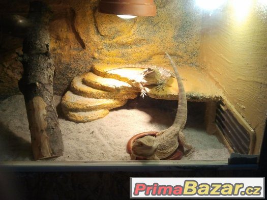 zařízené terárko po agamach – fotografie 1