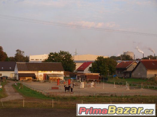 Nabízíme volné boxy k ustájení – fotografie 3