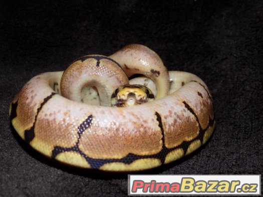 Krajta královská (Python regius) zb. spider – fotografie 1