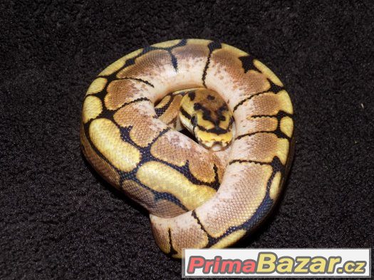 Krajta královská (Python regius) zb. spider – fotografie 2