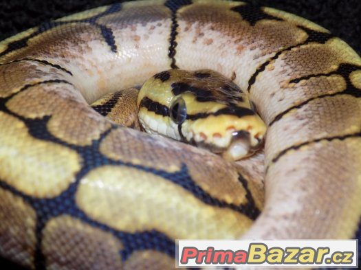 Krajta královská (Python regius) zb. spider – fotografie 3
