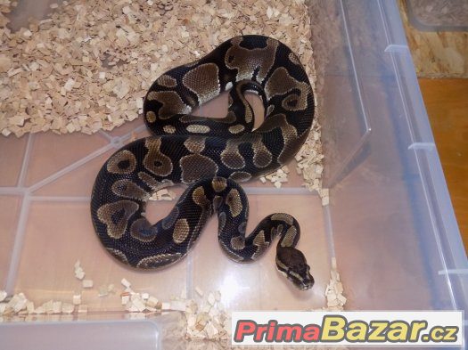 Krajta královská (Python regius) – fotografie 3