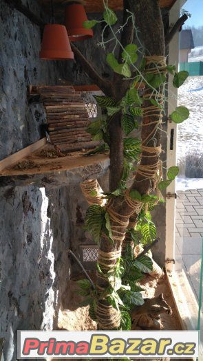 Terarium – fotografie 2