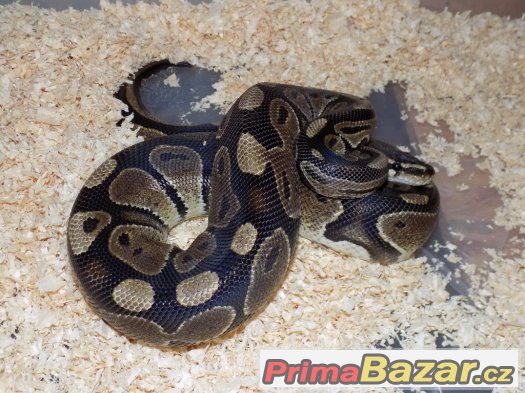 Krajta královská (Python regius) – fotografie 1