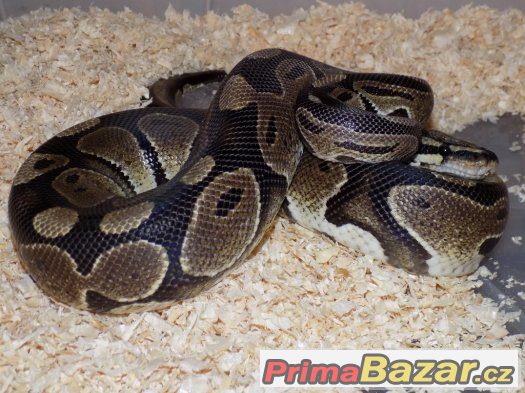 Krajta královská (Python regius) – fotografie 2