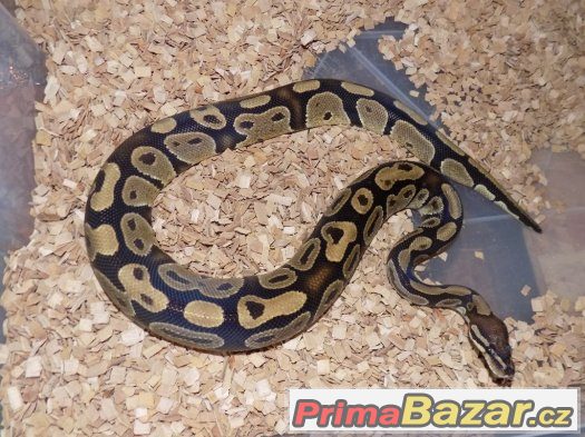 Krajta královská (Python regius) – fotografie 3