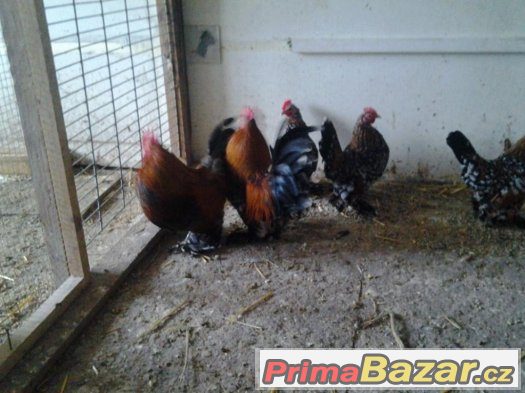 Prodám Rousné tříbarevné zdrobnělé 1.2 – fotografie 2
