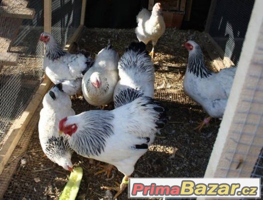 Prodám Wyandotky zdrobnělé kmen 1.3 – fotografie 1