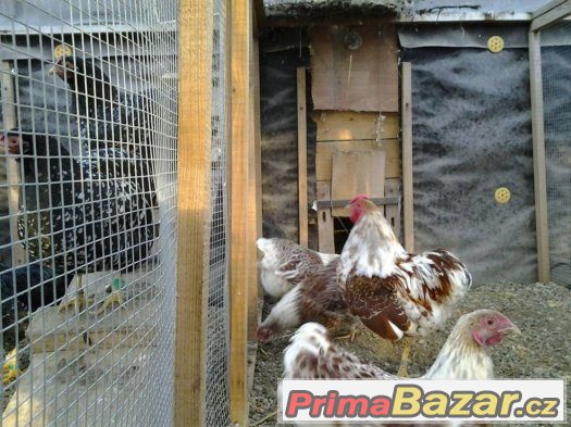 Prodám zlaté bíle lemované Wyandotky zdrobnělé kmen 1.2 – fotografie 2