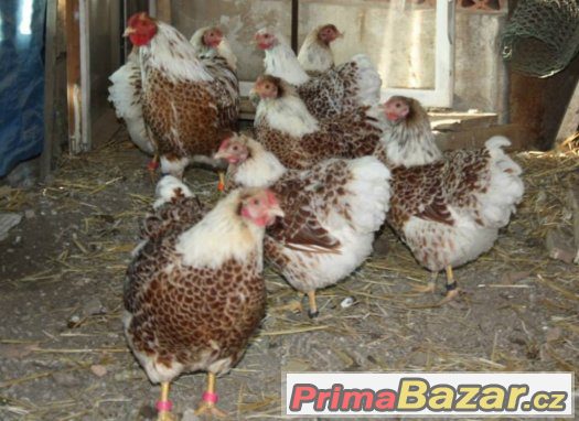 Prodám zlaté bíle lemované Wyandotky zdrobnělé kmen 1.2 – fotografie 3