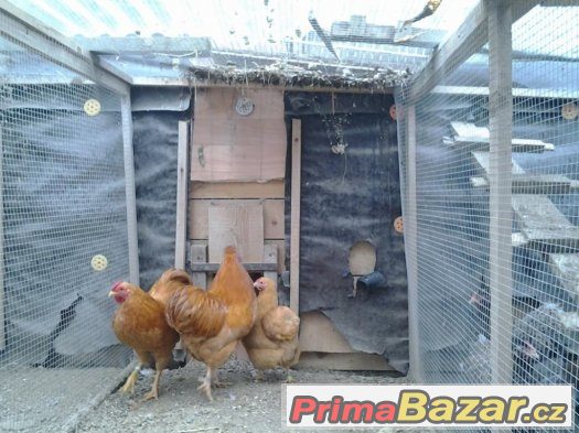 Prodám žluté Wyandotky zdrobnělé kmen 1.2 – fotografie 2