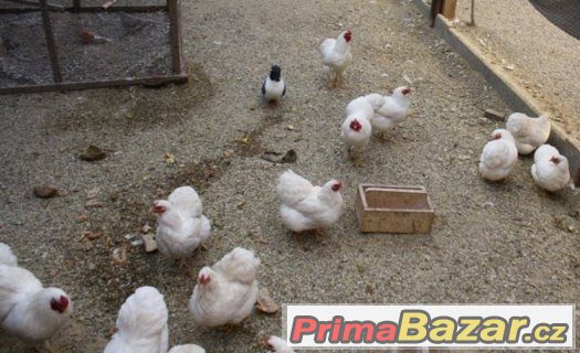 Prodám bílé Wyandotky zdrobnělé kmen 1.2 – fotografie 2