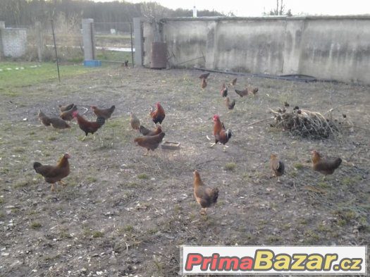 Prodám Velsumky zdrobnělé – fotografie 3