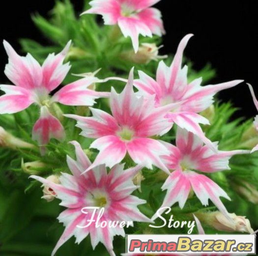 Semínka Twinkle Star – fotografie 1