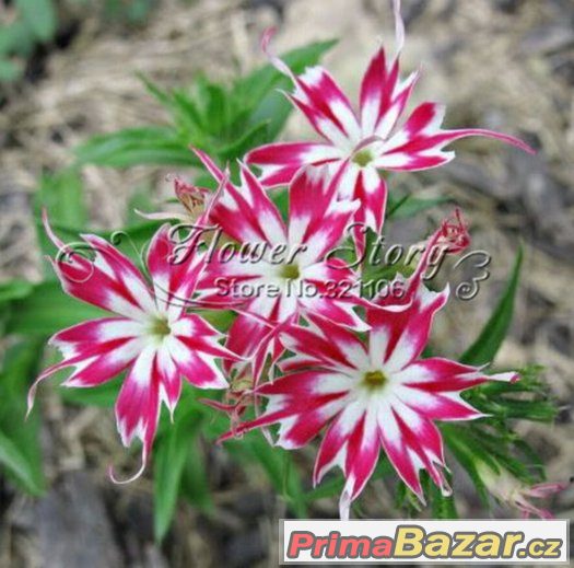 Semínka Twinkle Star – fotografie 2