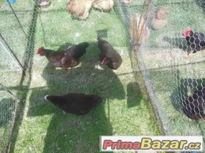 Prodám Rodajlenky zdrobnělé kmen 1.2