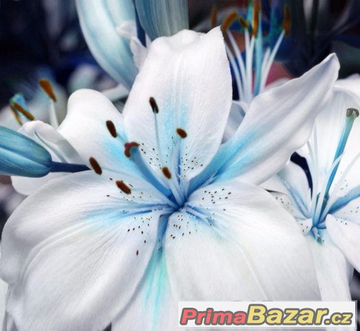 Semínka Blue Heart Lily – fotografie 2