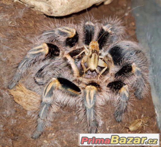 Vyměním Grammostola pulchripes (aureostriata) – fotografie 1