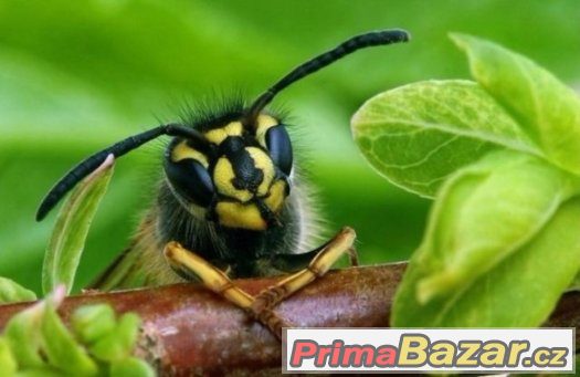 Makro macro Adaptér Redukce Pro Nikon 52mm 18-55 – fotografie 1